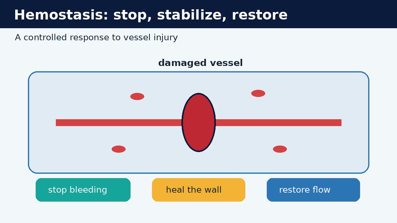 Hemostasis: How the Body Stops Bleeding