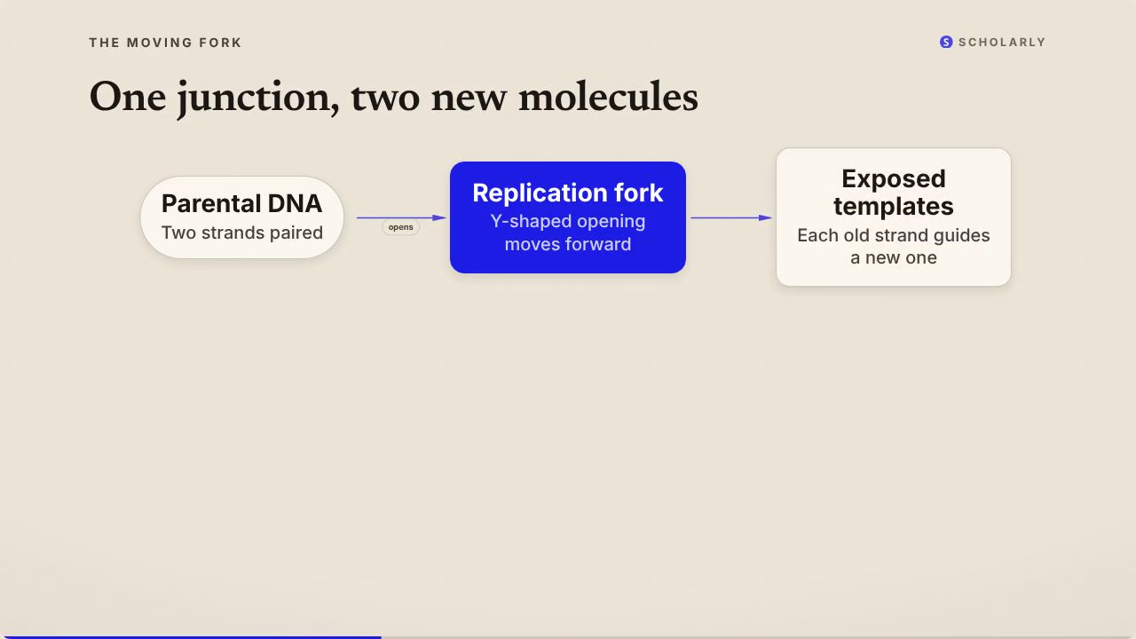 Replication Fork in Motion