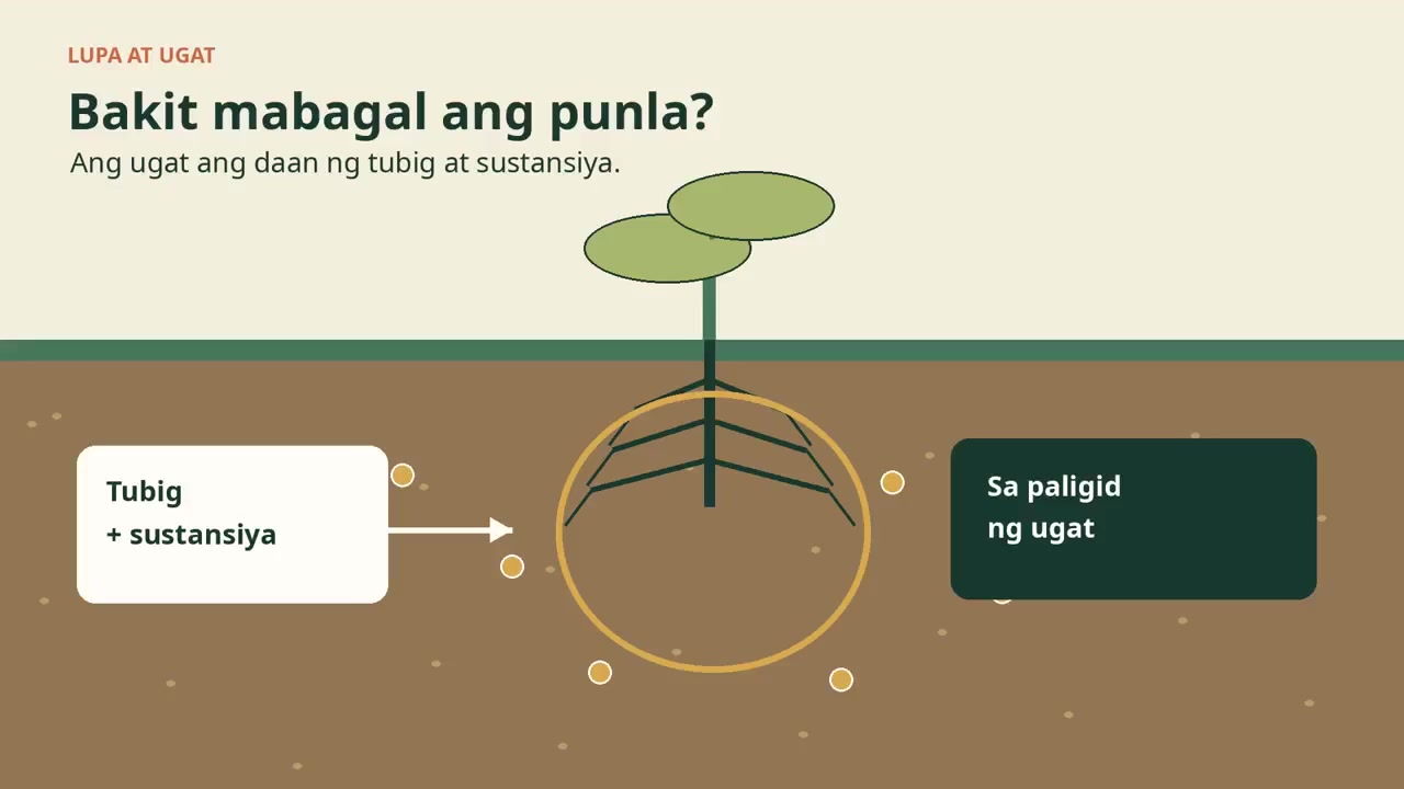 Biospark Trichoderma: Paano Tinutulungan ang Ugat at Lupa