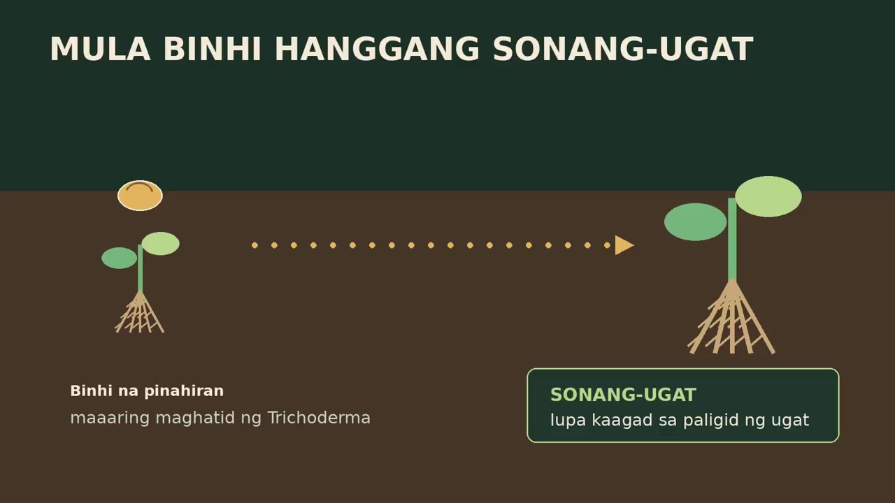 Paano Kumikilos ang Biospark Trichoderma?